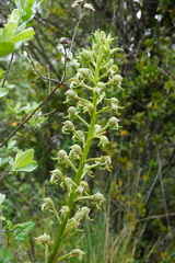 Chloraea cylindrostachya