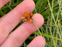 Cyperus sphaerocephalus