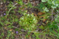 Chloraea cylindrostachya