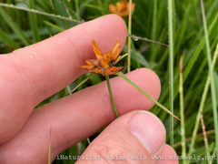 Cyperus sphaerocephalus