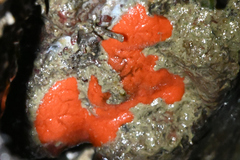 Clathria