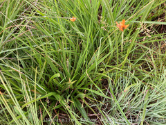 Cyperus sphaerocephalus
