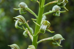 Chloraea cylindrostachya
