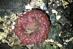 Urticina clandestina