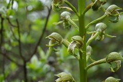 Chloraea cylindrostachya