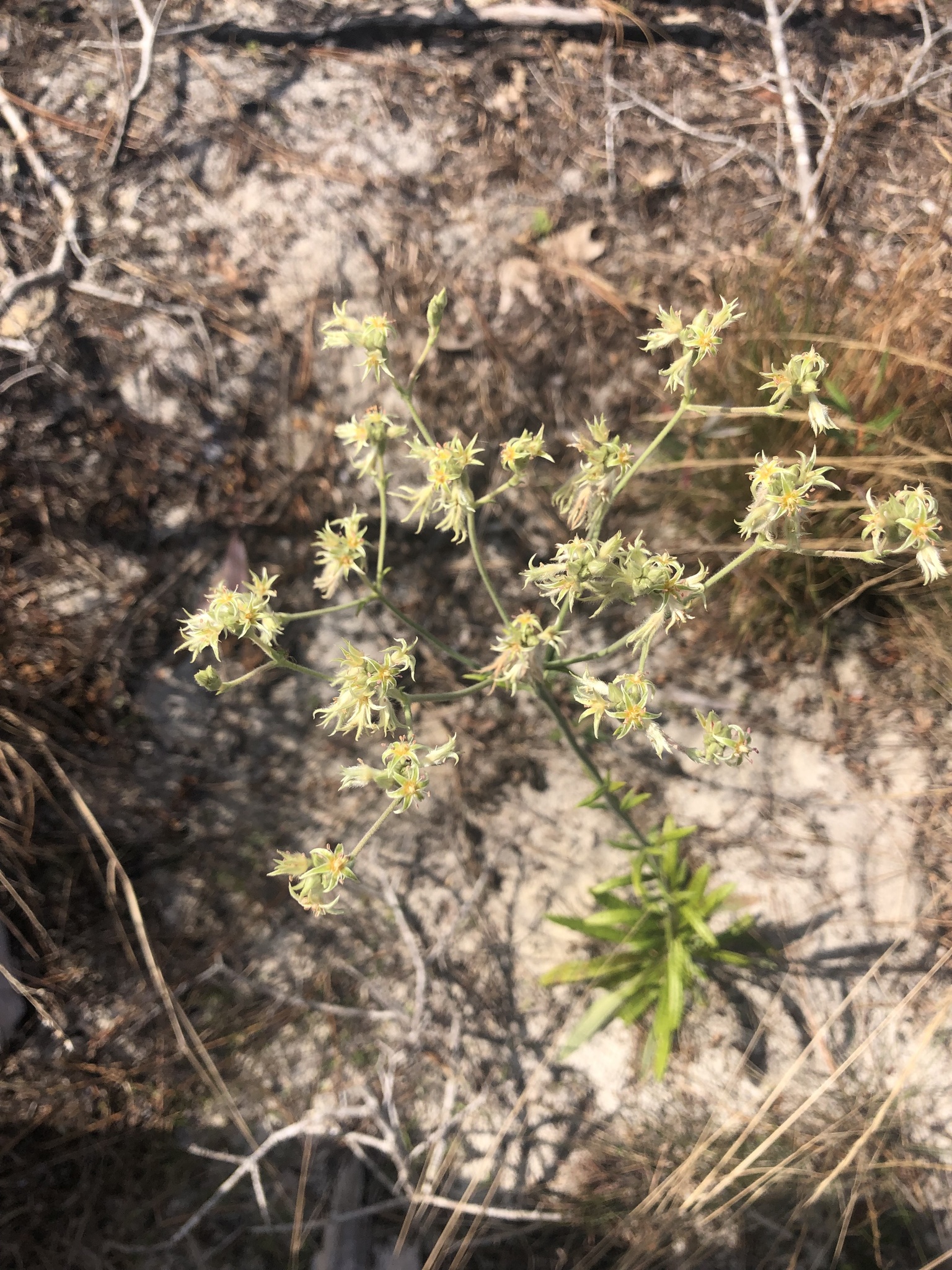 Eriogonum longifolium Nutt.