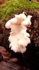 Hericium cirrhatum