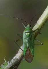 Calocoris alpestris