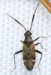 Cremnocephalus alpestris