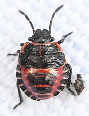 Eurydema