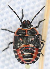 Eurydema