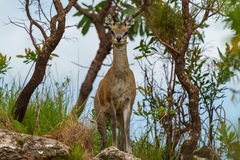 Oreotragus oreotragus