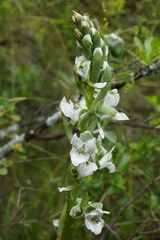Chloraea galeata