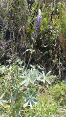 Lupinus paniculatus