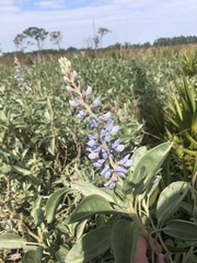 Lupinus cumulicola