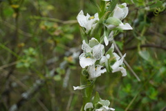 Chloraea galeata