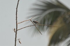 Anthreptes gabonicus