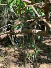 Plestiodon laticeps