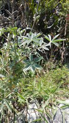 Lupinus paniculatus