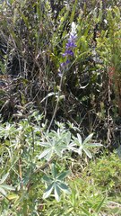Lupinus paniculatus