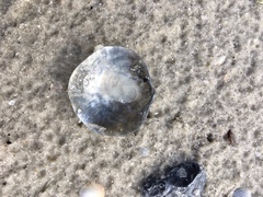 Anomia simplex image