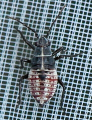 Deraeocoris annulipes