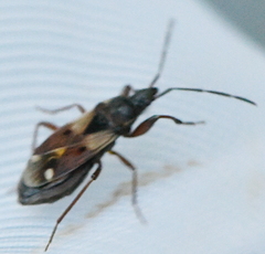 Eremocoris fenestratus