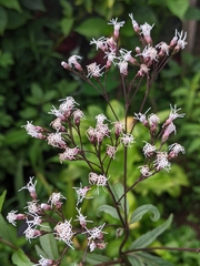 Eupatorium fortunei