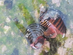 Opeatostoma pseudodon