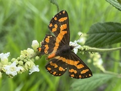 Lepidoptera