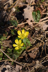 Eranthis hyemalis