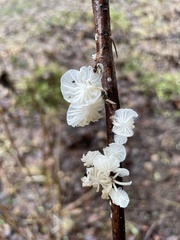 Marasmiellus candidus