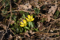 Eranthis hyemalis