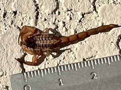 Centruroides hentzi