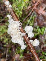 Marasmiellus candidus