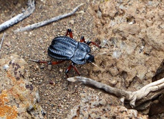 Epipedonota nitida