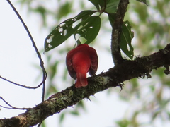 Piranga rubra