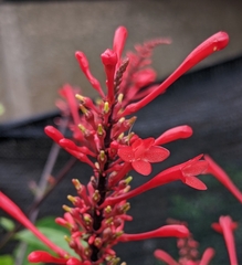 Odontonema cuspidatum