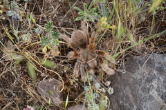 Grammostola rosea