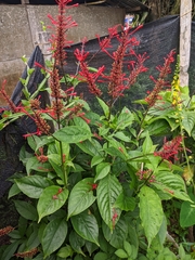 Odontonema cuspidatum