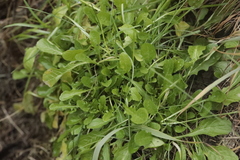 Leucanthemum vulgare