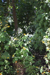 Smallanthus maculatus