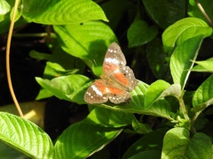 Anartia