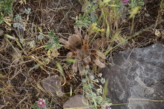 Grammostola rosea
