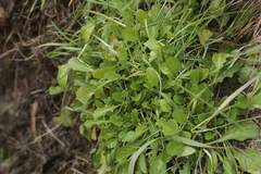 Leucanthemum vulgare