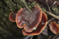 Flammulina