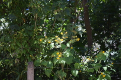 Smallanthus maculatus