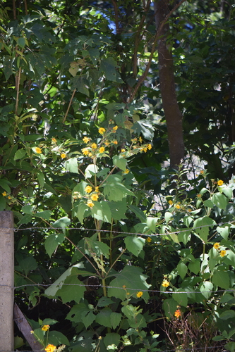 Smallanthus maculatus image
