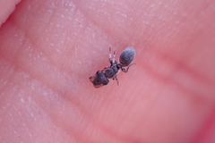 Cephalotes pinelii