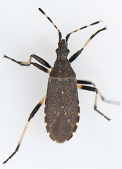 Dicranocephalus medius